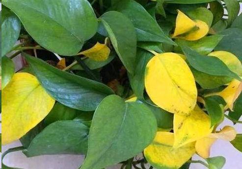 2,绿萝大量黄叶