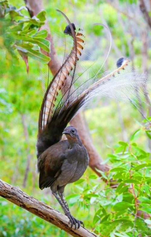 澳大利亚琴鸟通体为黄褐色或黑色的羽毛,非常美丽.