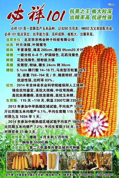 必祥101是玉米种子届的新起之秀!板大粒深容重高!抗旱
