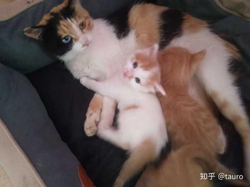 三花猫会生出什么颜色的猫?