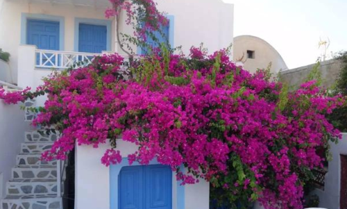 20种开花藤蔓植物大推荐!种在阳台,美出天际!