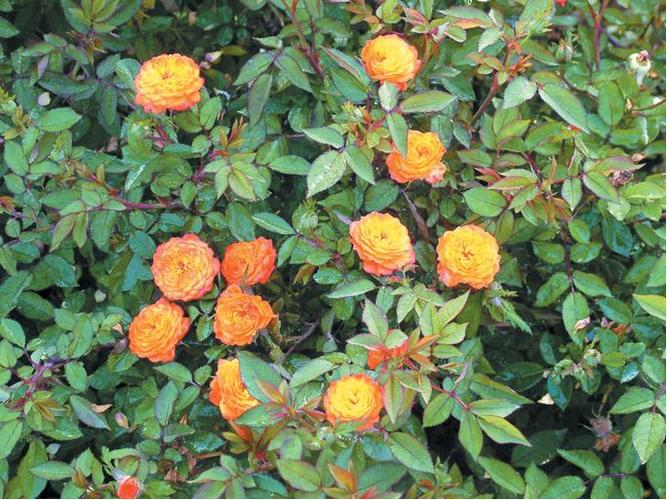 钻石月季带花