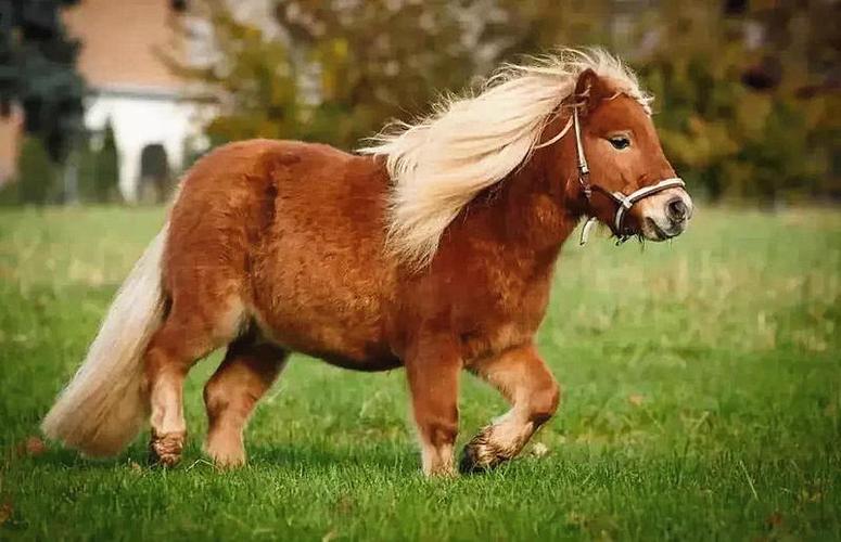 赤颈袋鼠羊驼包括羊驼,袋鼠,设特兰矮马骑马场,游客可与萌宠近距离