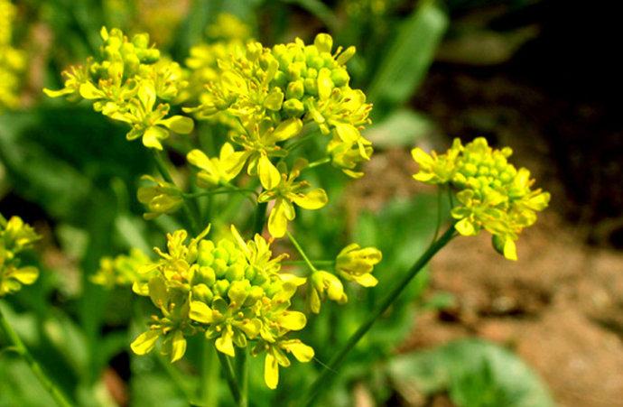 菘蓝图片和介绍