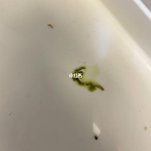 求助,玄凤鹦鹉的便便这样正常吗_鹦鹉_玄凤_宠物_宠物