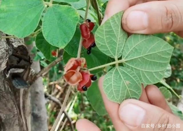 农村人叫它"鬼眼睛",茎叶祛风除湿,果实生熟皆可食,你认识吗