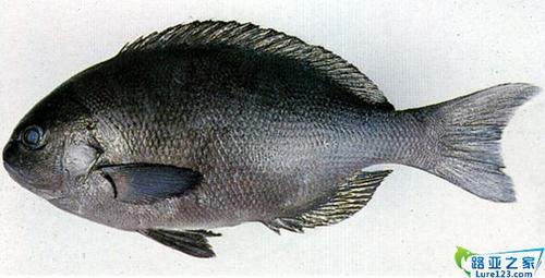 黑毛鱼 介绍黑毛 介绍-概况 lure123路亚之家