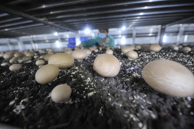 2月2日,在滦平县付营子镇"微型菇房",工作人员在采收双孢菇.