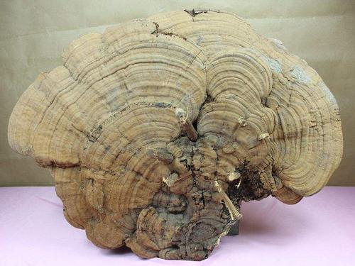 树舌灵芝的功效,怎么食用树舌灵芝