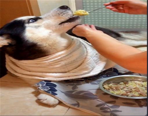 原创6岁的哈士奇食欲不振姥姥每天就用勺子填鸭式喂饭画面好有爱