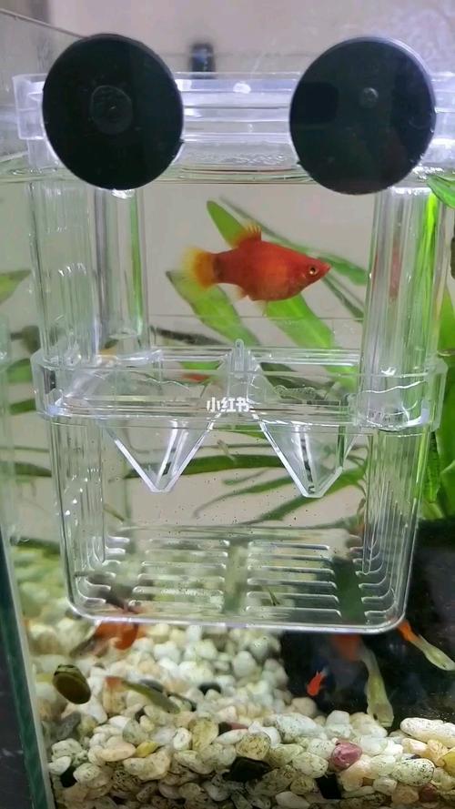 米奇鱼生宝宝,噗~噗~_米奇_家居家装