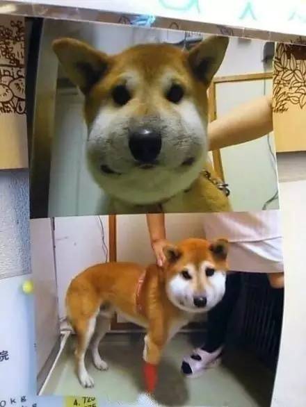 被蜜蜂蛰,再也没有狗脸见人了.