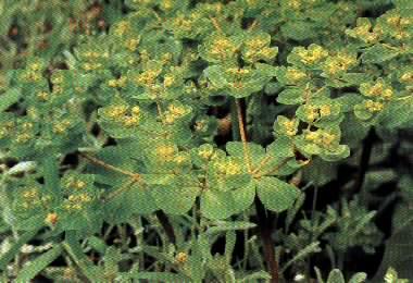 肺癌专药五朵云(图)