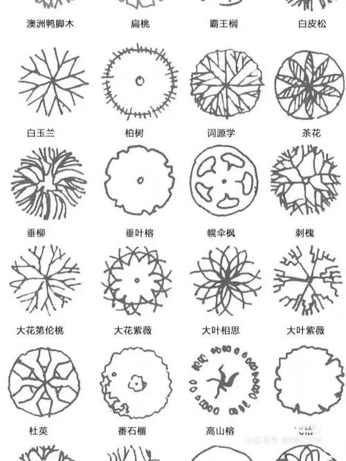 植物平面图_绘画_文化_绘画