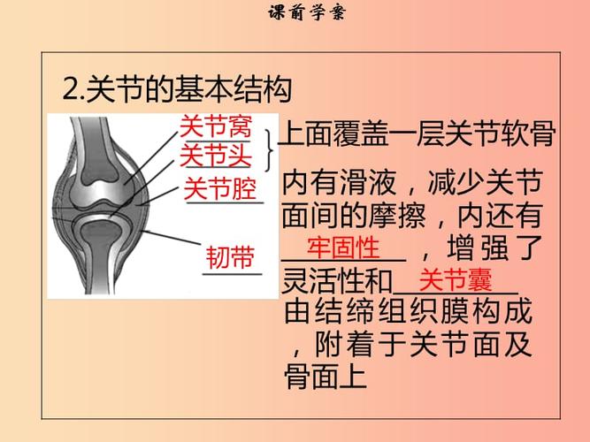 八年级生物上册第五单元第15章第2节动物运动的形成第2课时关节习题
