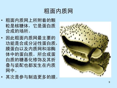 因此粗面内质网最主要的 功能是合成分泌性蛋白质, 膜蛋白以及