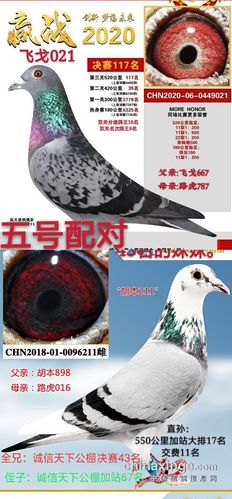 2021年种鸽配对预案!