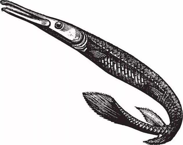 每天认识一种鱼(207)丨雀鳝:超级大霸王