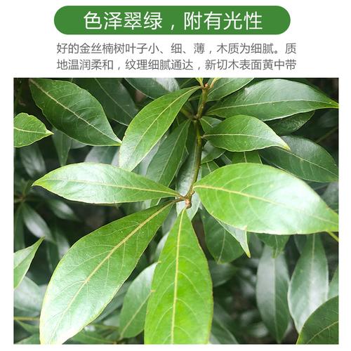 金丝楠木树苗正宗金丝楠大树苗大苗四川稀有名贵小叶桢楠木树小苗