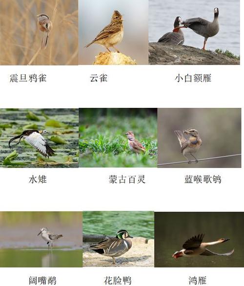 原国家三有(重要生态,科学,社会价值)晋升为国家二级保护鸟类:原国家