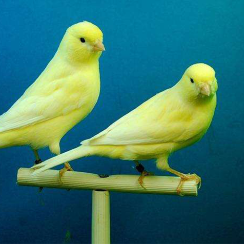 鸟黄笼养鸟芙蓉鸟唱鸟鸣山东玉鸟活体红鸟成年红白白玉鸟繁殖优惠券