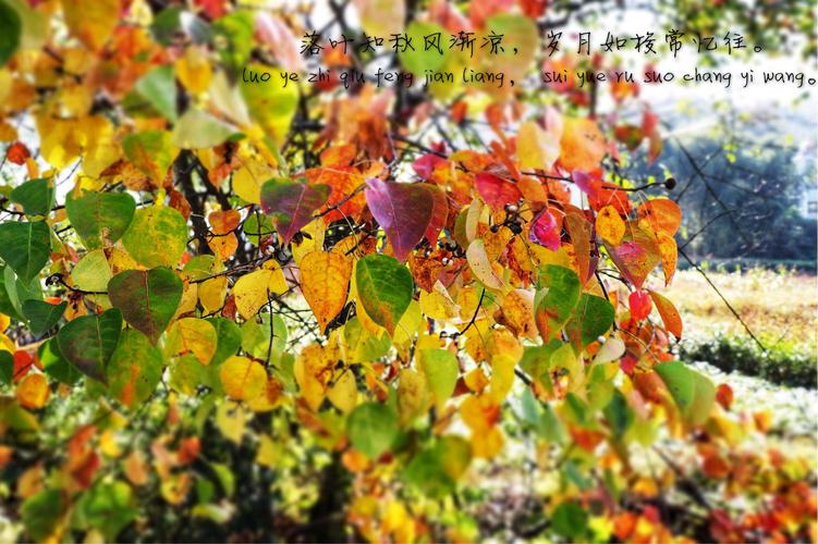 秋天是思念的季节,连樟树叶子都长成了爱你的形状.