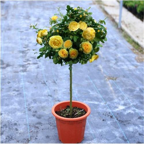 批发欧洲月季大花月季 树桩型高杆月季浓香型花卉多色花系包成活
