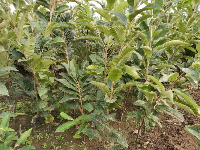 大红袍板栗树苗嫁接板栗苗现挖现售