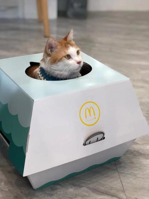 东莞麦当劳"猫窝"免费送!