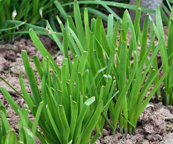 邻居一位老太太以为这是韭菜,就偷割了洋水仙,包了饺子给她孙子吃