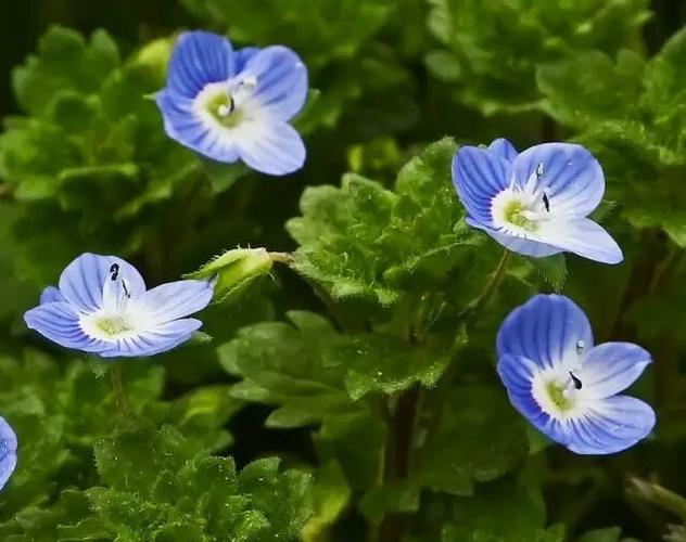 阿拉伯婆婆纳花