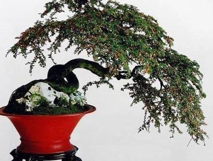 了解过平枝枸子盆景吗,分享平枝枸子盆景制作感悟心得