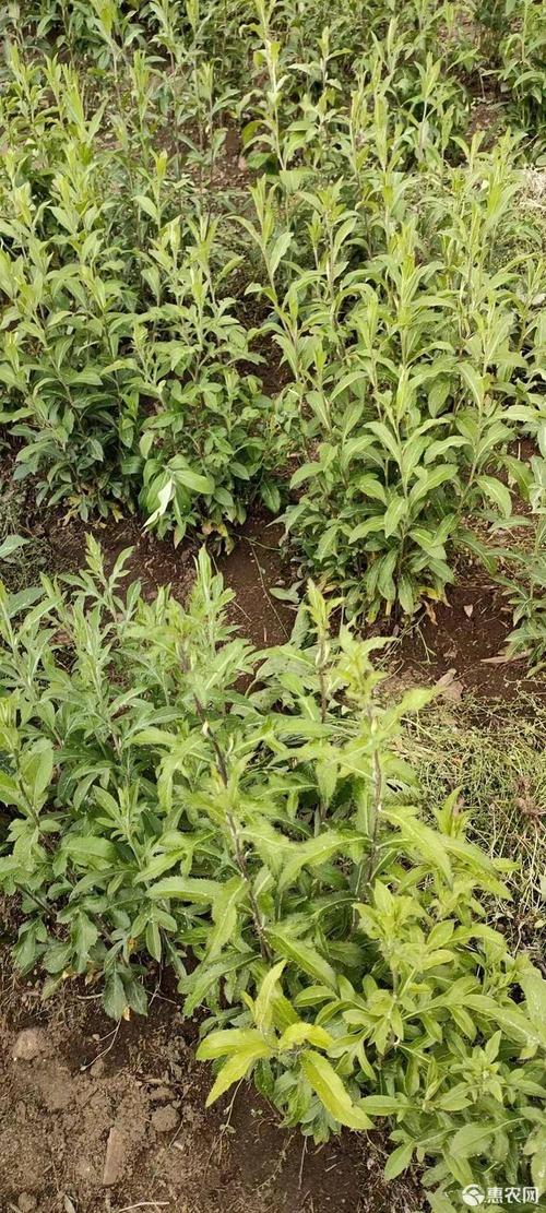 本人大量种植北苍术三年生鲜货