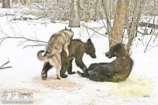 同异类杂交的动物(组图)