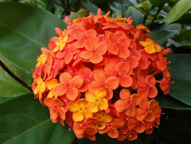 龙船花的介绍