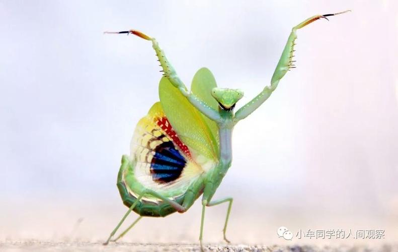 云芝虹螳螂,翅膀内侧有黑色的斑