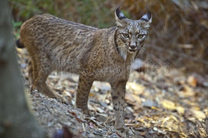 iberian lynx standing