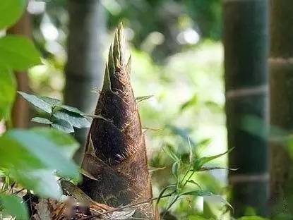 春笋?冬笋?毛笋?竹笋?烟笋?闽笋?