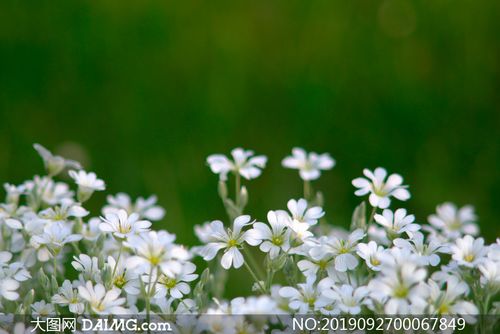 白色小花朵近景高清摄影图片