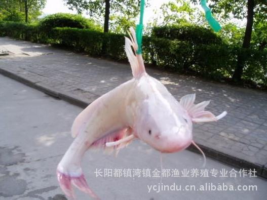 清江生态鱼,长江肥鱼,江团等大量销售