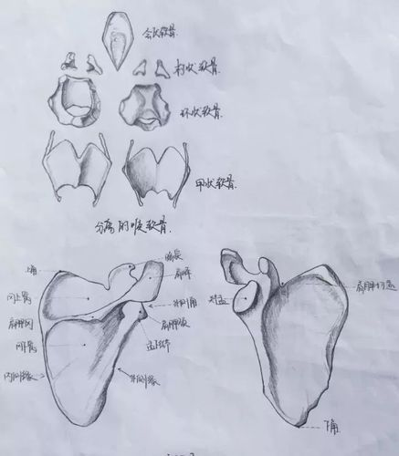 任性医学生手绘解剖图谱