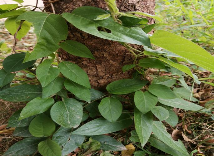 鸡屎藤闻着臭,吃着香,最能健脾除湿