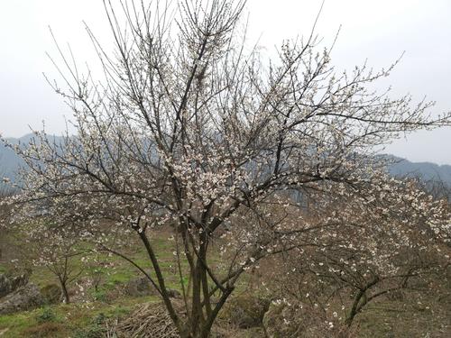 2.16走进大邑雾山乡大坪山赏梅徒步活动纪实