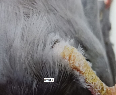 【赛鸽头条】可怕的"赛鸽副伤寒"不得不除!