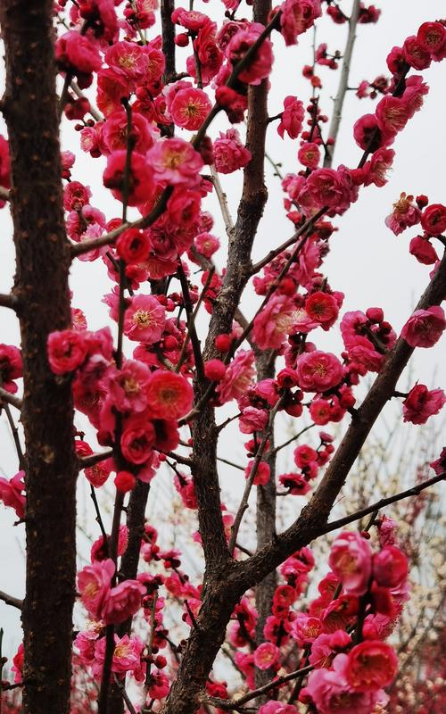 寒冬腊月,位于贺州市平桂区沙田镇,龙井玫瑰园的火红的梅花争相斗妍!