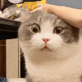 网红猫咪土豆表情包第二十六弹