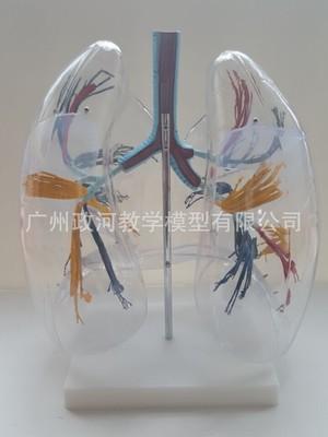 透明肺段模型 人体肺模型 呼吸系统模型 支气管树 肺解剖模型