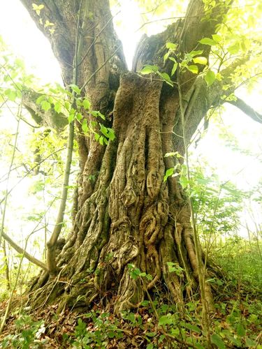 奇!内江这个地方,汇聚了上百棵百年以上古树