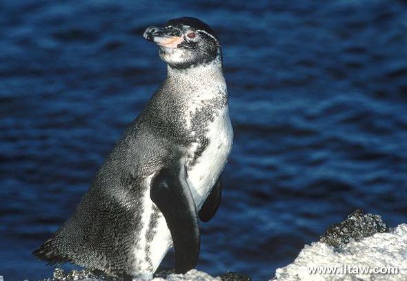 加拉帕戈斯企鹅galapagos penguin