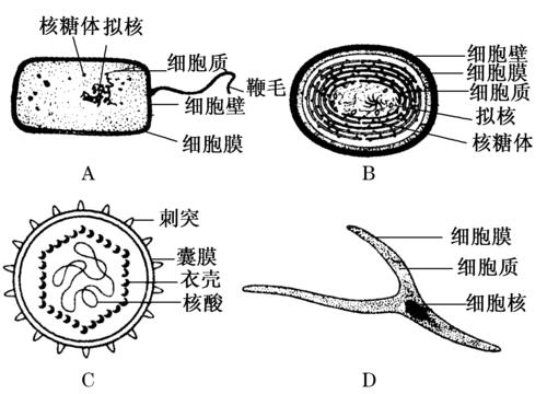 答案:( )原核( )a,b  ( )藻蓝素,叶绿素光合 ( )核膜包被的细胞核没